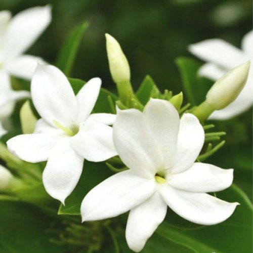 Jasmine Essential Oil 3